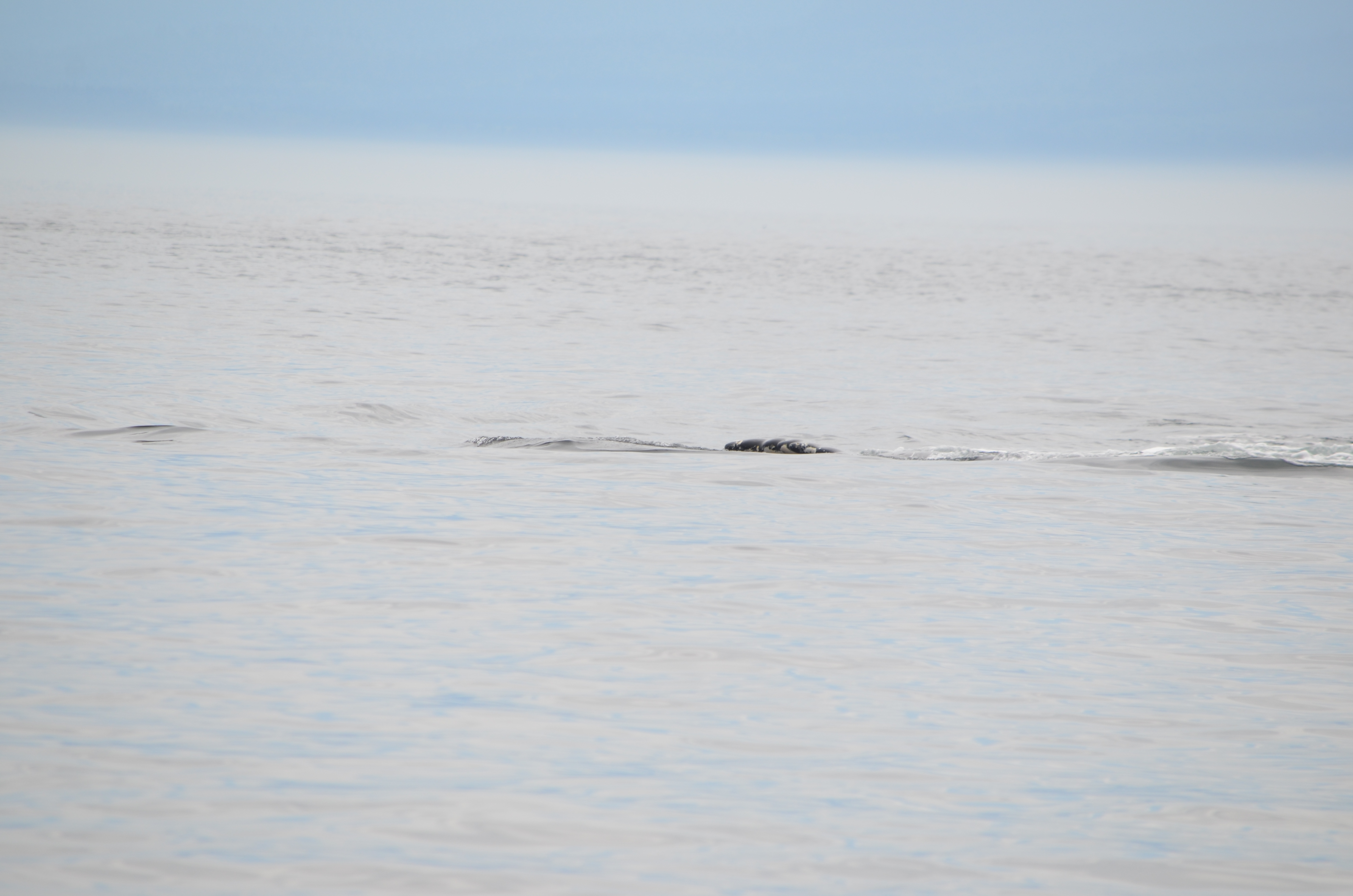photos/wildlife/Mammal_Species/Humpback Whale/DSC_0164.JPG